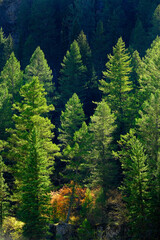 Lush Green Pine Forrest Forest on Mountain Side Environment and Rugged Woodland