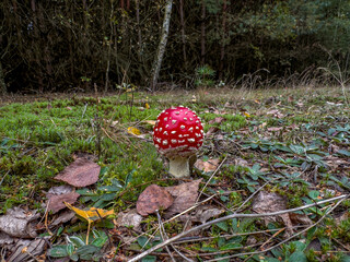 młodziutki muchomor czerwony rosnący w mchu © Kamil_k2p