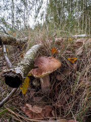ukryty pod gałęziami borowik