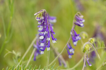Purple flower vicia villosa hairy vetch on meadow