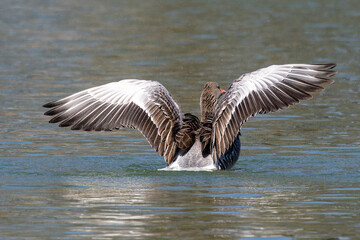 The greylag goose spreading its wings on water. Anser anser is a species of large goose