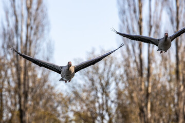 The flying greylag goose, Anser anser is a species of large goose