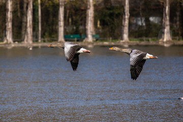 The flying greylag goose, Anser anser is a species of large goose