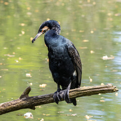 The great cormorant, Phalacrocorax carbo sitting on a branch