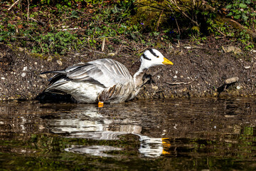 The bar-headed goose, Anser indicus seen in English Garden in Munich