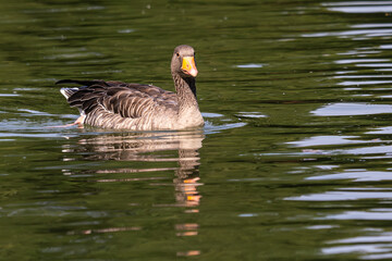 The greylag goose, Anser anser is a species of large goose