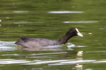 The Eurasian coot, Fulica atra swimming on the Kleinhesseloher Lake at Munich, Germany