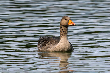 The greylag goose, Anser anser is a species of large goose