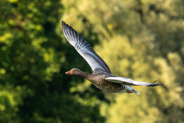 The flying greylag goose, Anser anser is a species of large goose