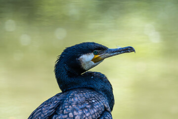 The great cormorant, Phalacrocorax carbo sitting on a branch