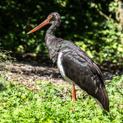 Black stork, Ciconia nigra in a german nature park