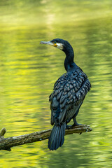 The great cormorant, Phalacrocorax carbo sitting on a branch