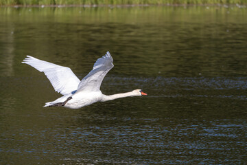 Mute swan, Cygnus olor swimming on a lake in Munich, Germany