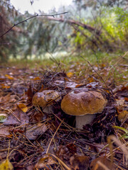 dwa młode grzyby - borowiki szlachetne wyrastające z liściastej ściółki