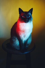 A siamese cat sits on a stool under dramatic red-yellow lighting