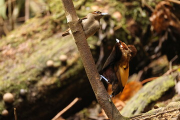 The magnificent bird-of-paradise (Diphyllodes magnificus) is a species of bird-of-paradise. This photo was taken in Arfak mountain, Indonesia.