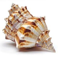 Obraz premium Seashell on Transparent Background isolated 