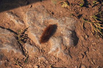 Furry Caterpillar