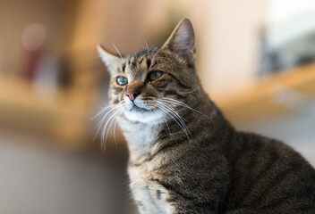 Portrait of a cat indoors