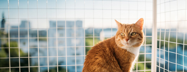 A contented cat is sitting on a window with a safety net.