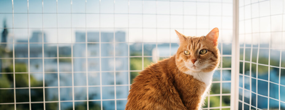 A contented cat is sitting on a window with a safety net.