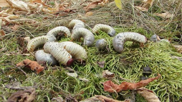  Larvae of the deer beetle, large larvae, white larvae, large worms