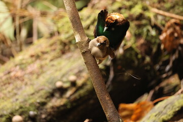 The magnificent bird-of-paradise (Diphyllodes magnificus) is a species of bird-of-paradise. This photo was taken in Arfak mountain, Indonesia.