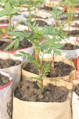 marigold flower seedling on nursery