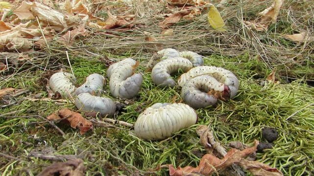 Stag beetle larvae large larvae white larvae large worms staghorn beetle many larvae