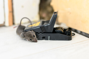 Dead mouse on floor trap in an apartment house