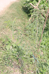 Senegalia berlandieri flower plant on road