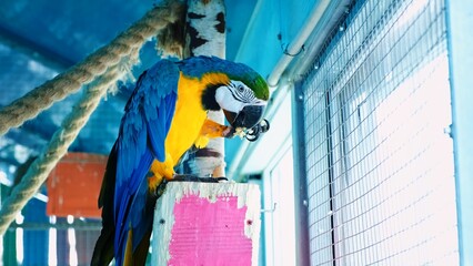 Blue and yellow macaw parrot eats nut sitting in aviary. Holds food in paw. Close-up side view. Slow Motion. High quality 4k footage © Hanna