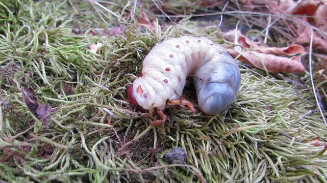The white larva of the stag beetle is a large worm
