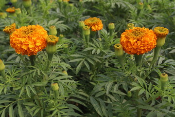 orange colored marigold flower on farm for sell