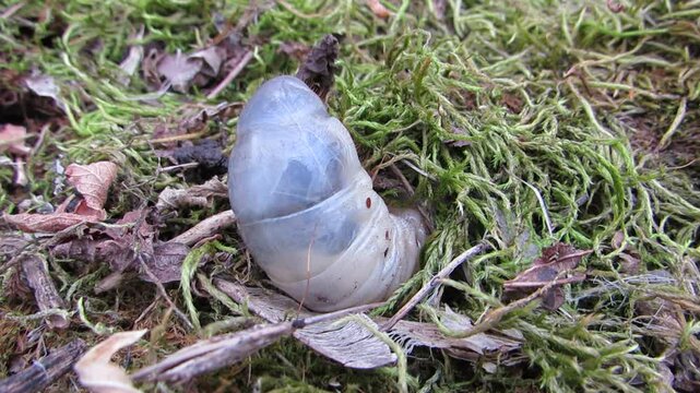 The white larva of the stag beetle crawls under the moss