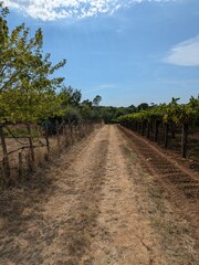 Naklejka premium A lush cluster of white grapes, bathed in sunlight, hangs from a thriving vine. In the background, an agricultural landscape with trees and farming tools can be seen, creating a bucolic scene that evo