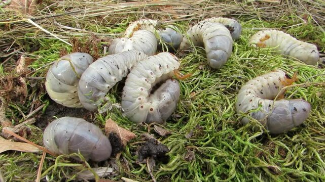 White stag beetle larvae burrow under the moss