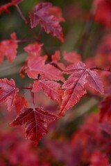 Japanese Red Maple
