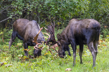 Alaska Yukon Bull Moose Fighting in Autumn in Alaska