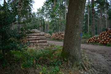 Stack of Sustainably Cut Logs: Eco-Friendly Timber Pile from Responsible Logging Practices in a Lush Forest Setting