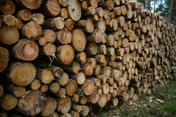 Stack of Sustainably Cut Logs: Eco-Friendly Timber Pile from Responsible Logging Practices in a Forest Environment
