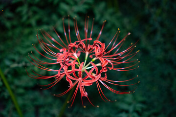 曼珠沙華・彼岸花