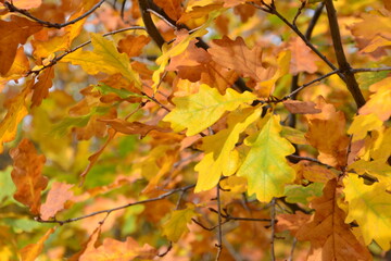 an oak tree with orange and yellow leaves hanging on it 