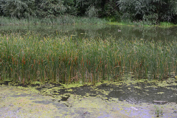 a wetland with a pond and some reed grass