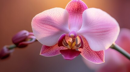Fototapeta premium A close-up of a pink and white flower with a blurred background