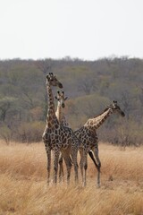 Groupe de girafe - Zimbabwe