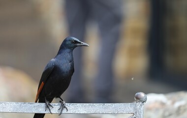 Oiseau noir - Afrique du Sud