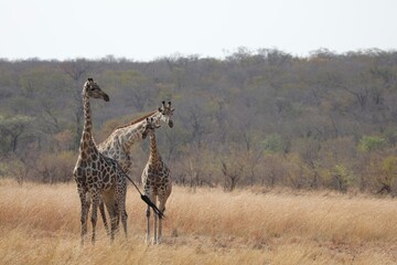 Groupe de girafe - Zimbabwe 