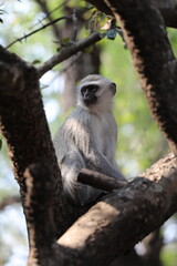Vervet Monkey - Afrique du Sud