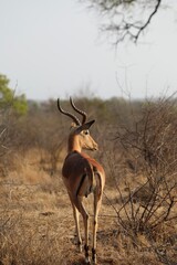 Impala - Afrique du Sud 